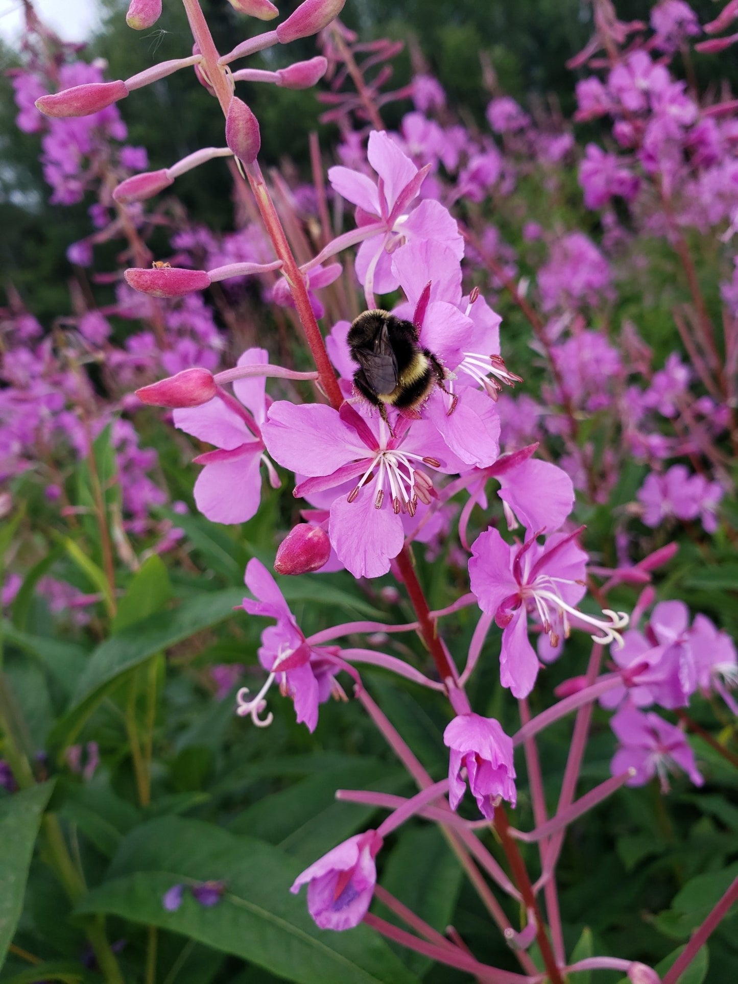 Fireweed Jelly - Hungry Bear Jellies