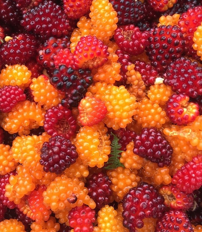 Alaskan Salmonberry Jam - Hungry Bear Jellies
